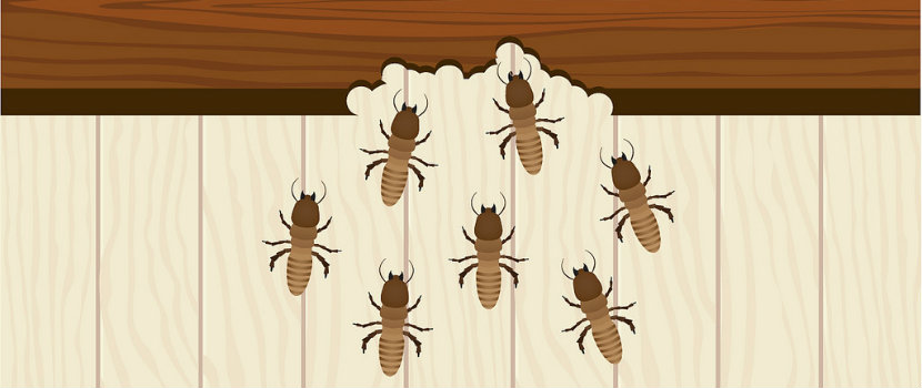 Stop termites in their tracks before they get in your home