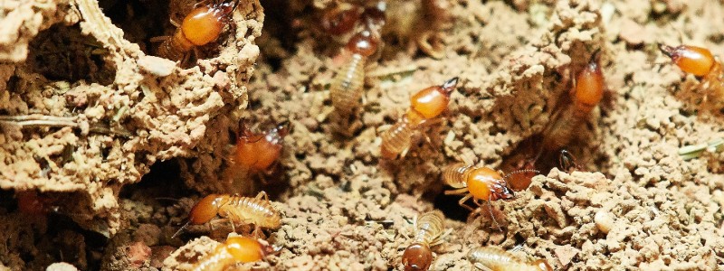 How does pest control kill termites?