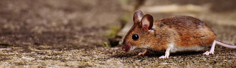 What to do if there are mice in your walls