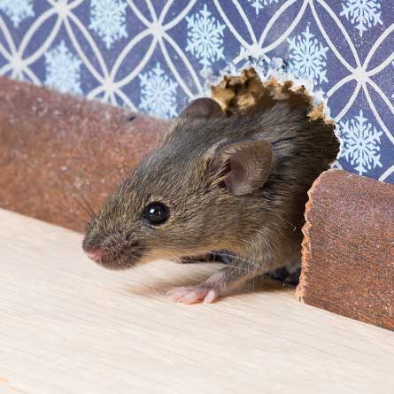How to keep rodents out of your home this winter