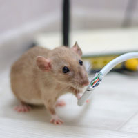 Why do rats chew wires? Understanding the behaviour and risks