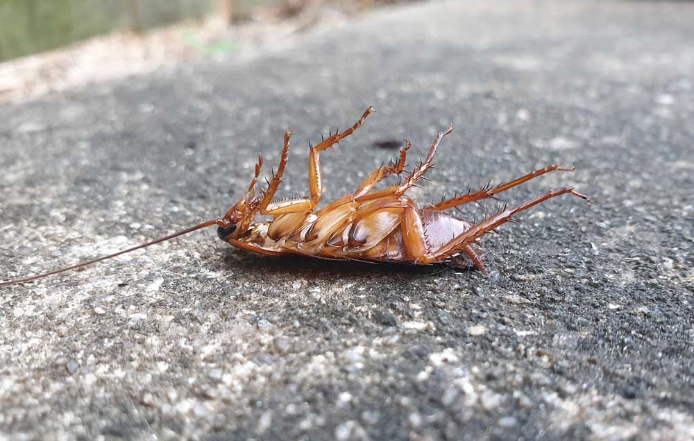 Pest control for new homeowners in Brisbane: what to check before moving in
