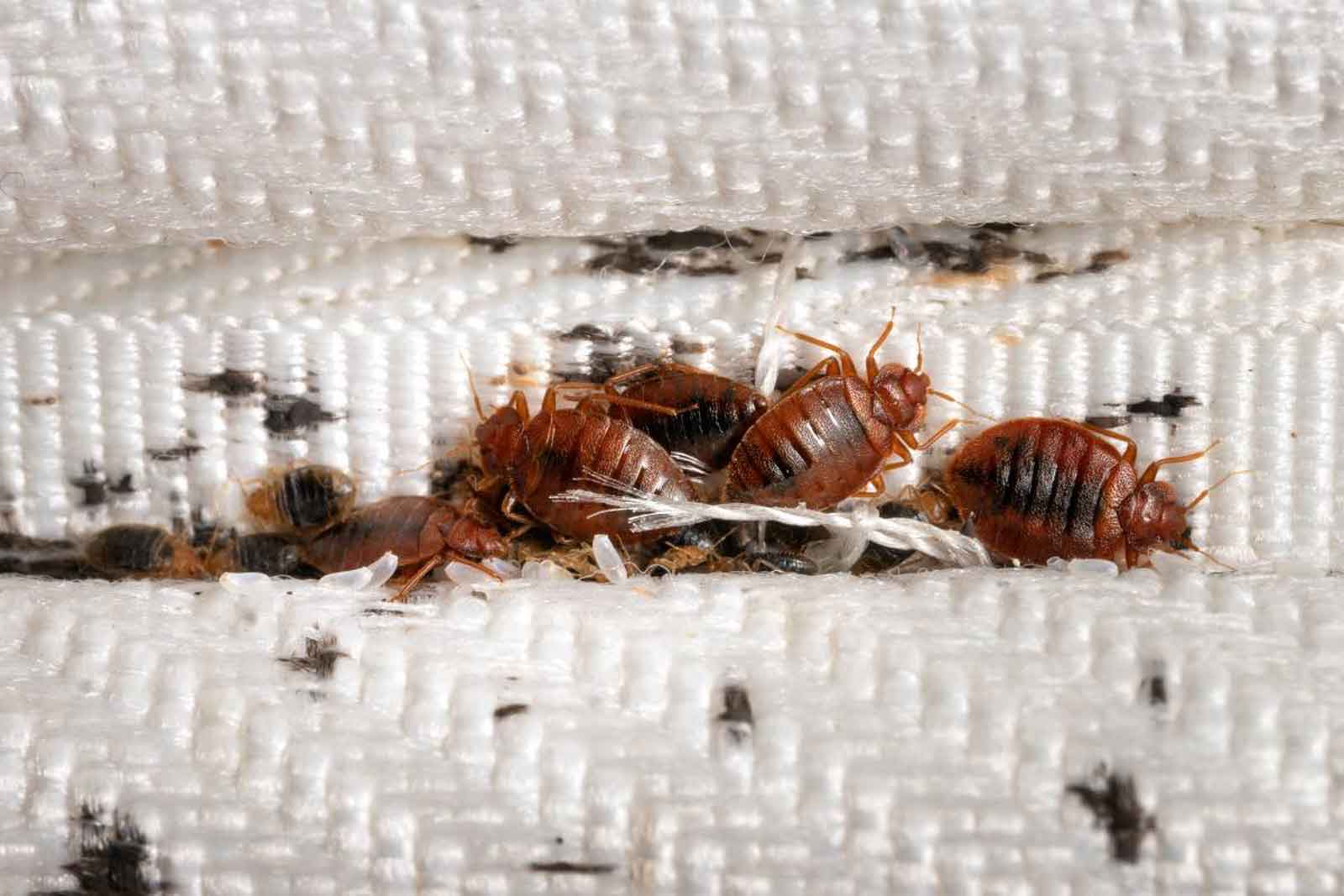 Bedbugs
