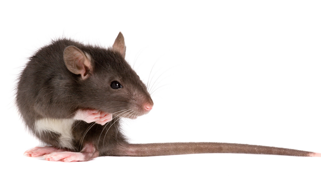 How to tell if you have rats or mice in your home