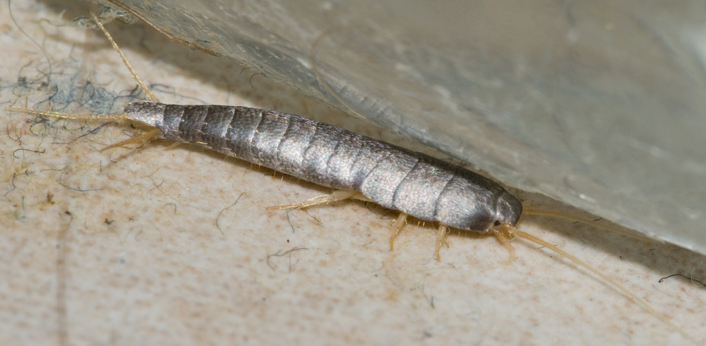 Silverfish in Brisbane – identification and treatment options