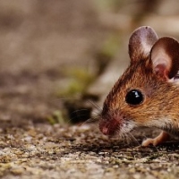 What to do if there are mice in your walls