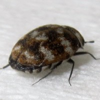 How to tell if you have carpet beetles