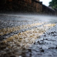 Pests &amp; insects to watch out for after rain