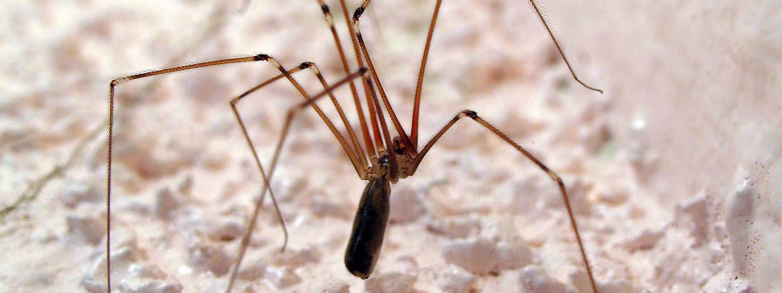 Daddy long-leg spider