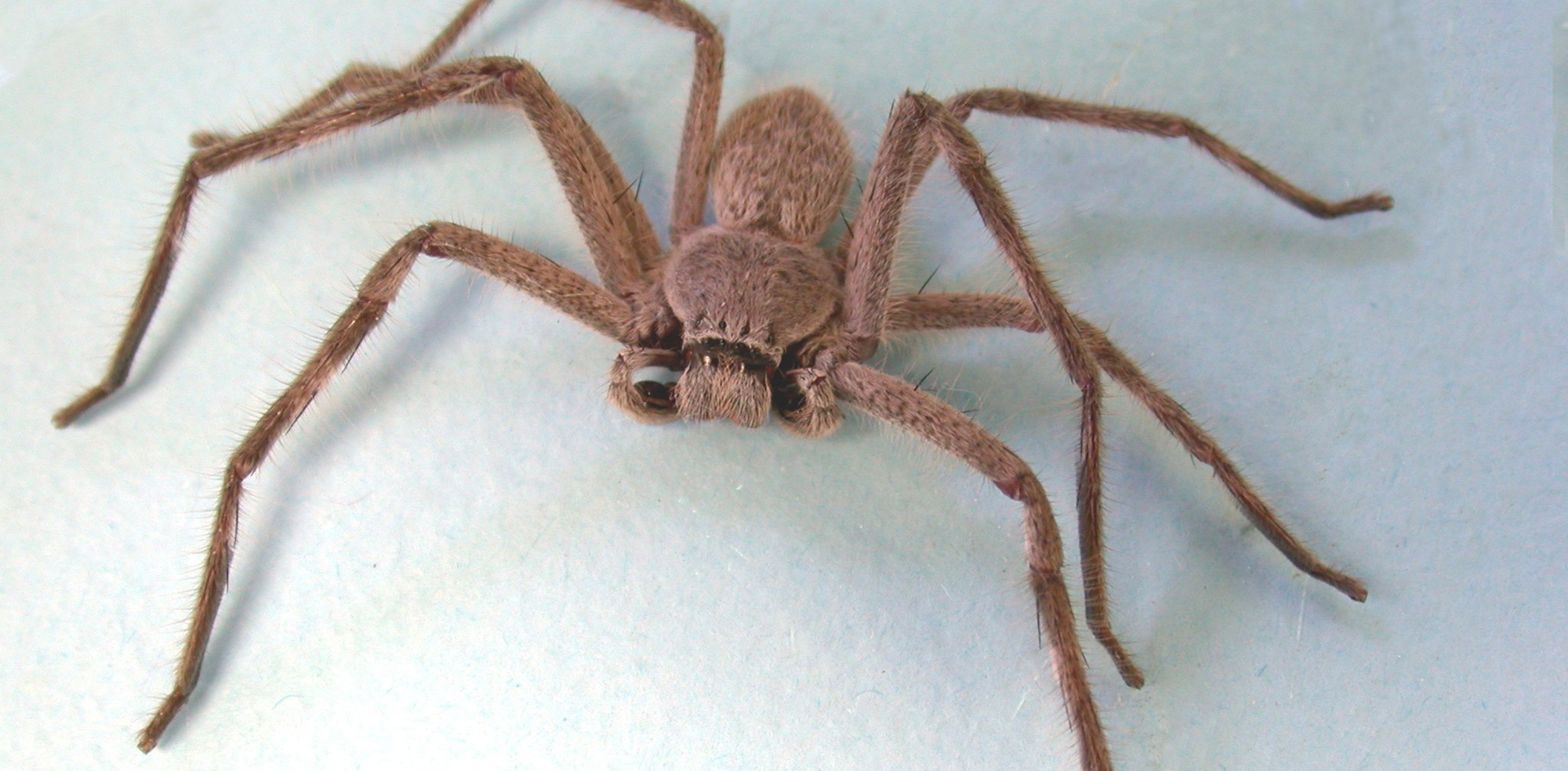 Huntsman spider