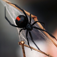 What are the most common spiders in Brisbane?