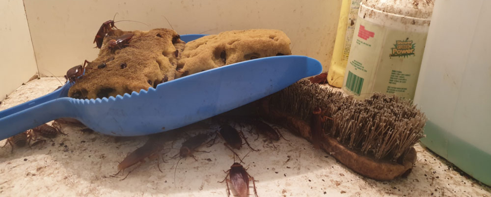 What diseases can pests transmit?