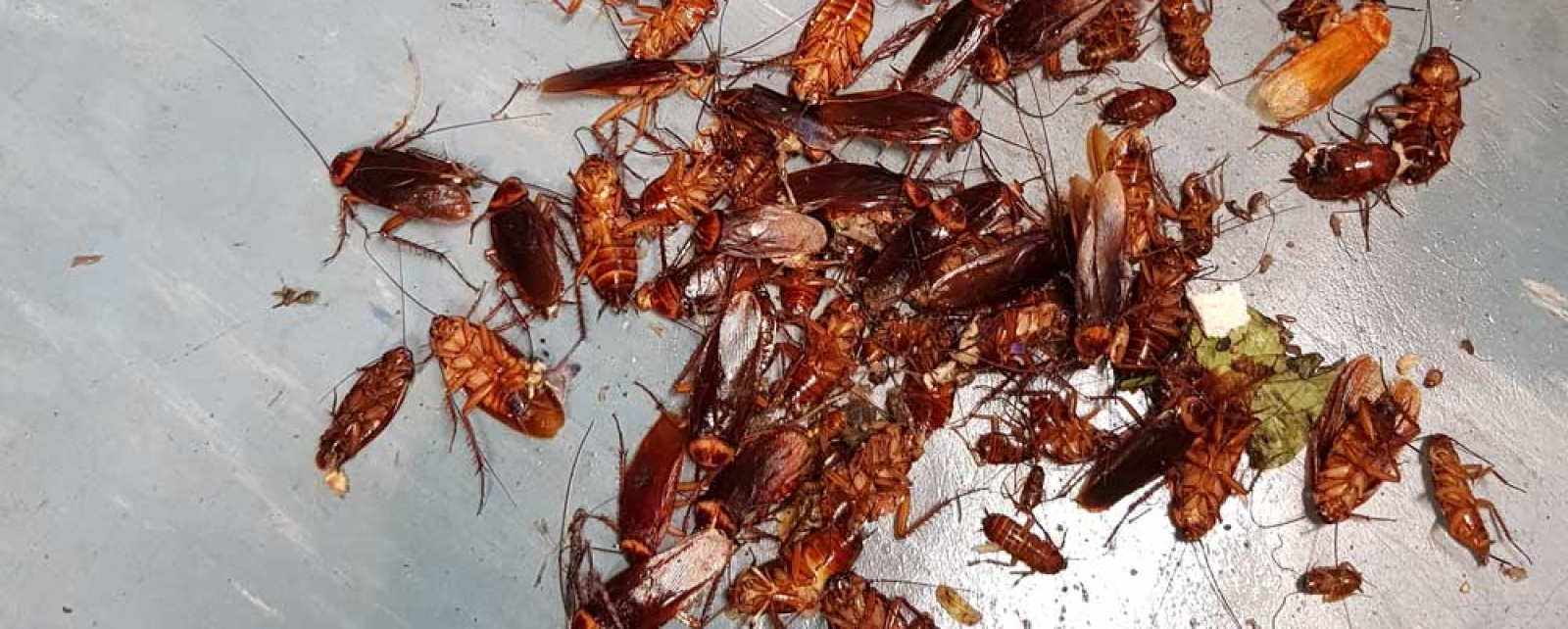 If I find one cockroach, does that mean there's more?