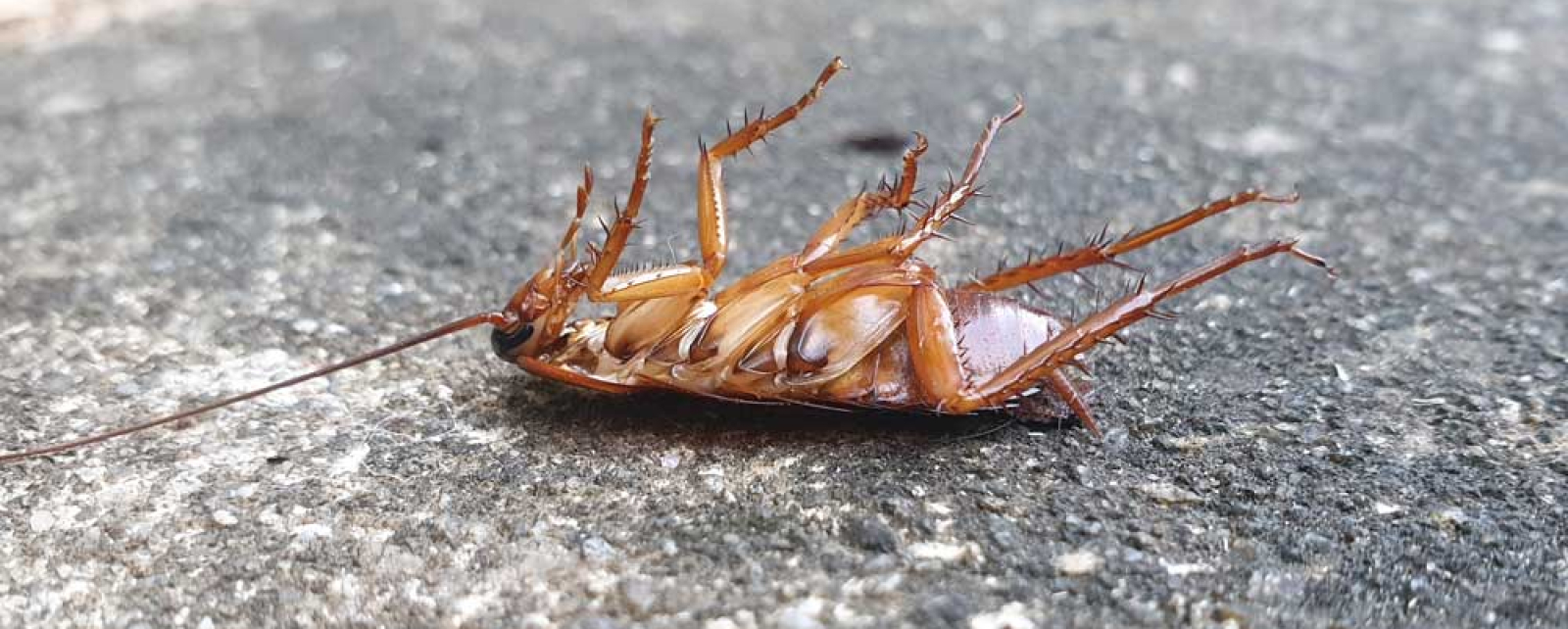 Top four pests found in the kitchen