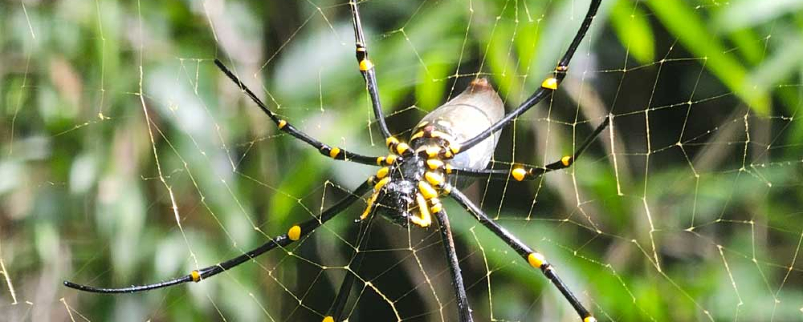 Are pests in North Lakes common?