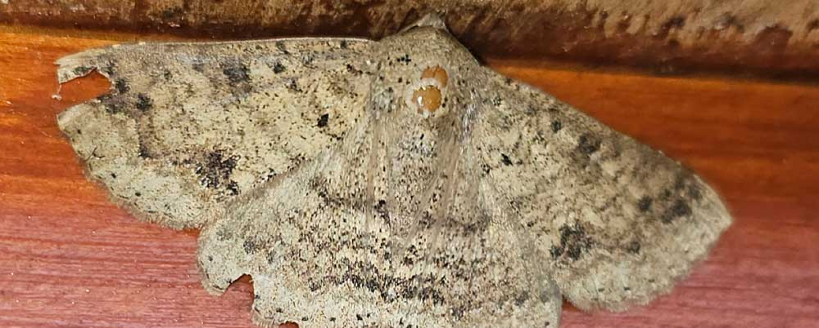 What pests are common in Brisbane?