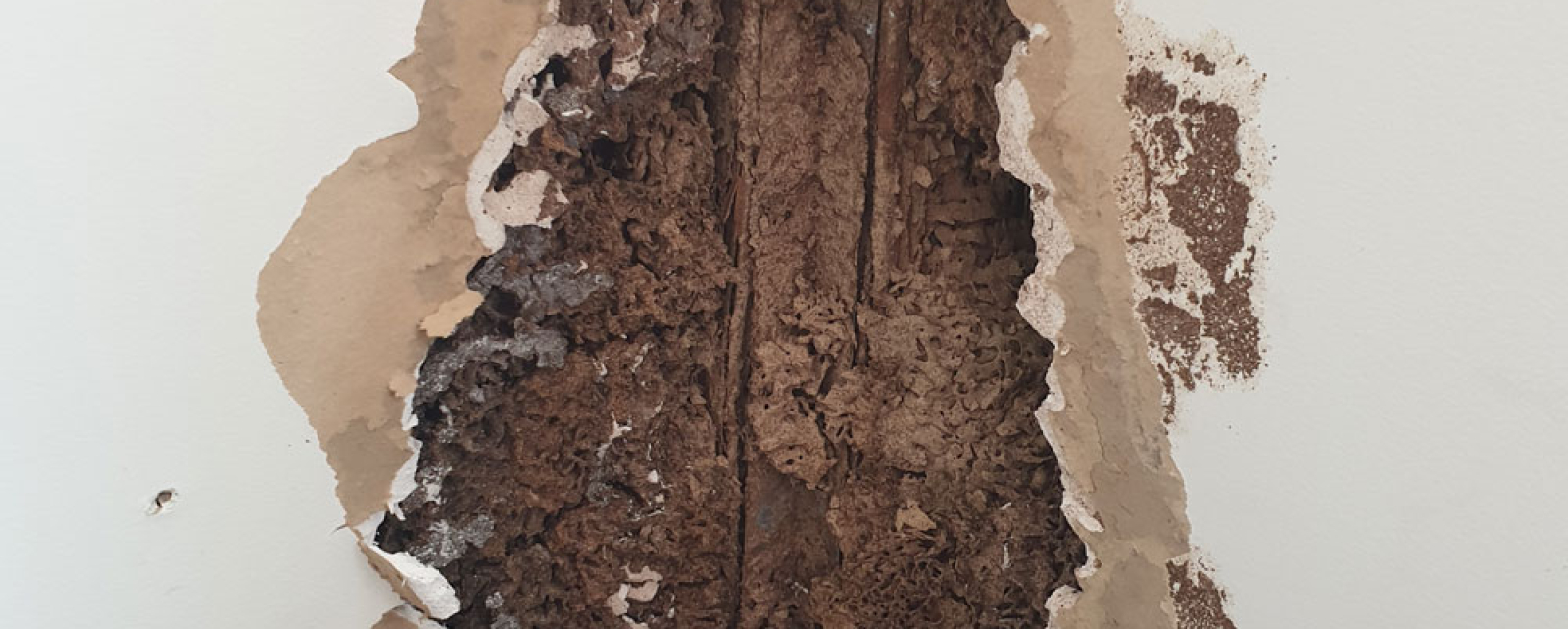 What type of wood do termites eat?