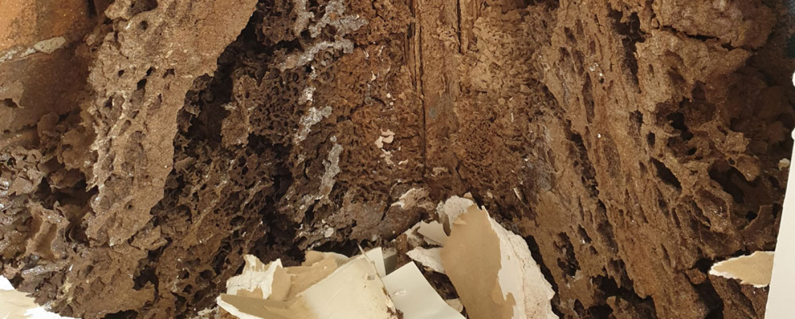 What to do if you find termites in or around your home