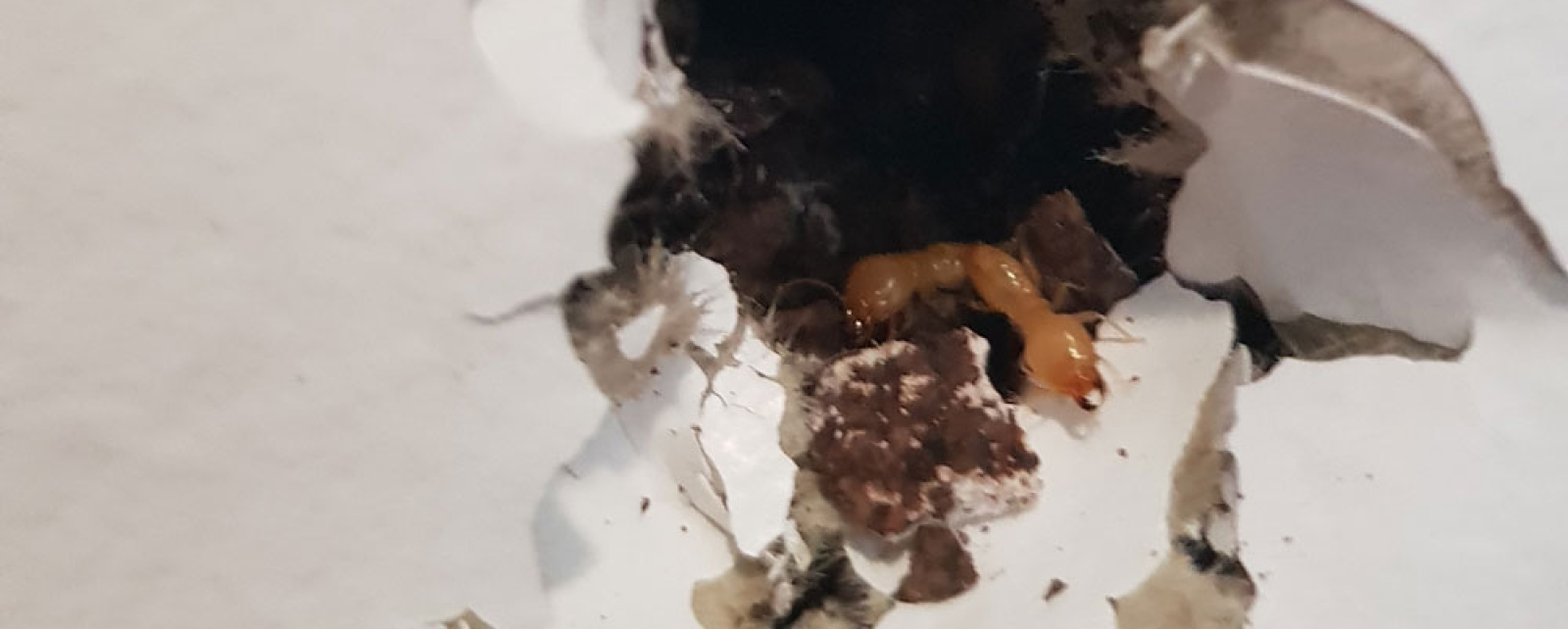 Every question we could think of about termites answered