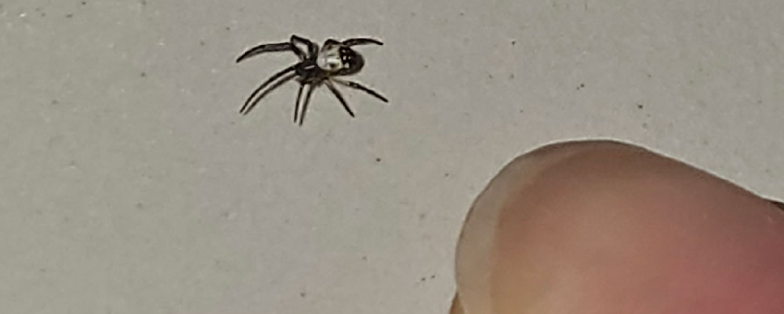 What are some of the most dangerous household pests?