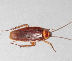 American cockroach