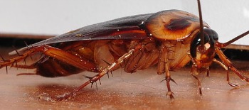 Australian cockroach
