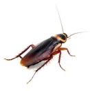 AustralianCockroach srcset large1