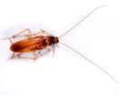 AustralianCockroach srcset large1