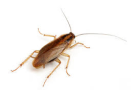 AustralianCockroach srcset large1