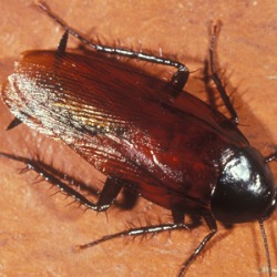 Smoky Brown Cockroach