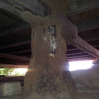 Termite mud lead in brisbane