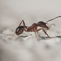 ant