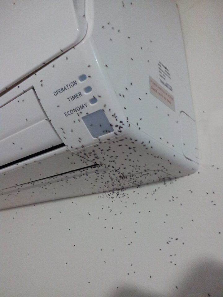 ants