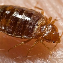 bed bug