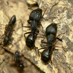 black house ants