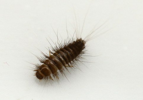 carpet beetle larvae