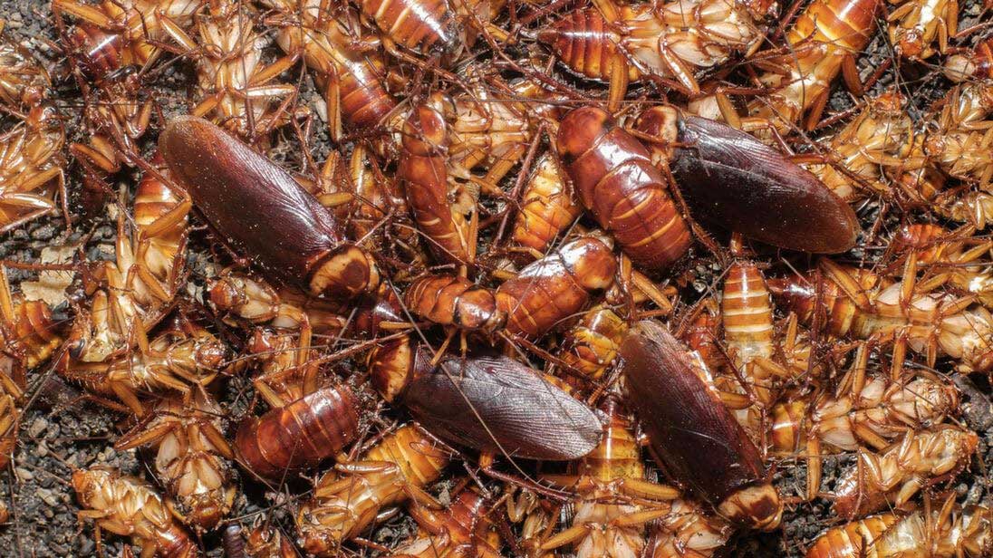 How many cockroaches is an infestation?