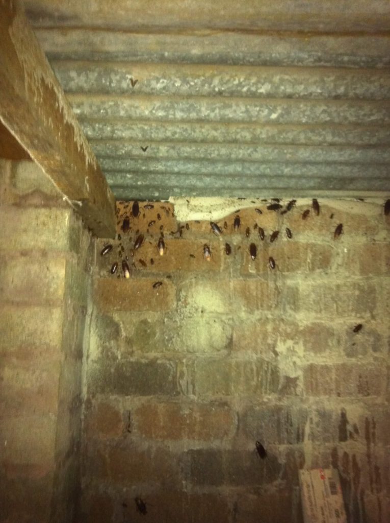 cockroaches 765x1024