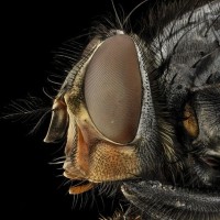 fly