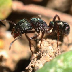 green ant