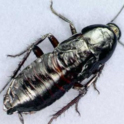 oriental cockroach