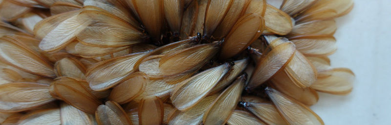 termite with wings