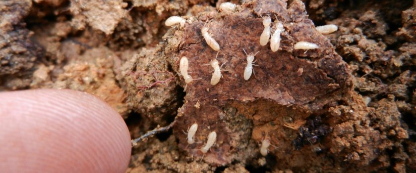 termites