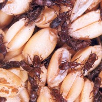weevils