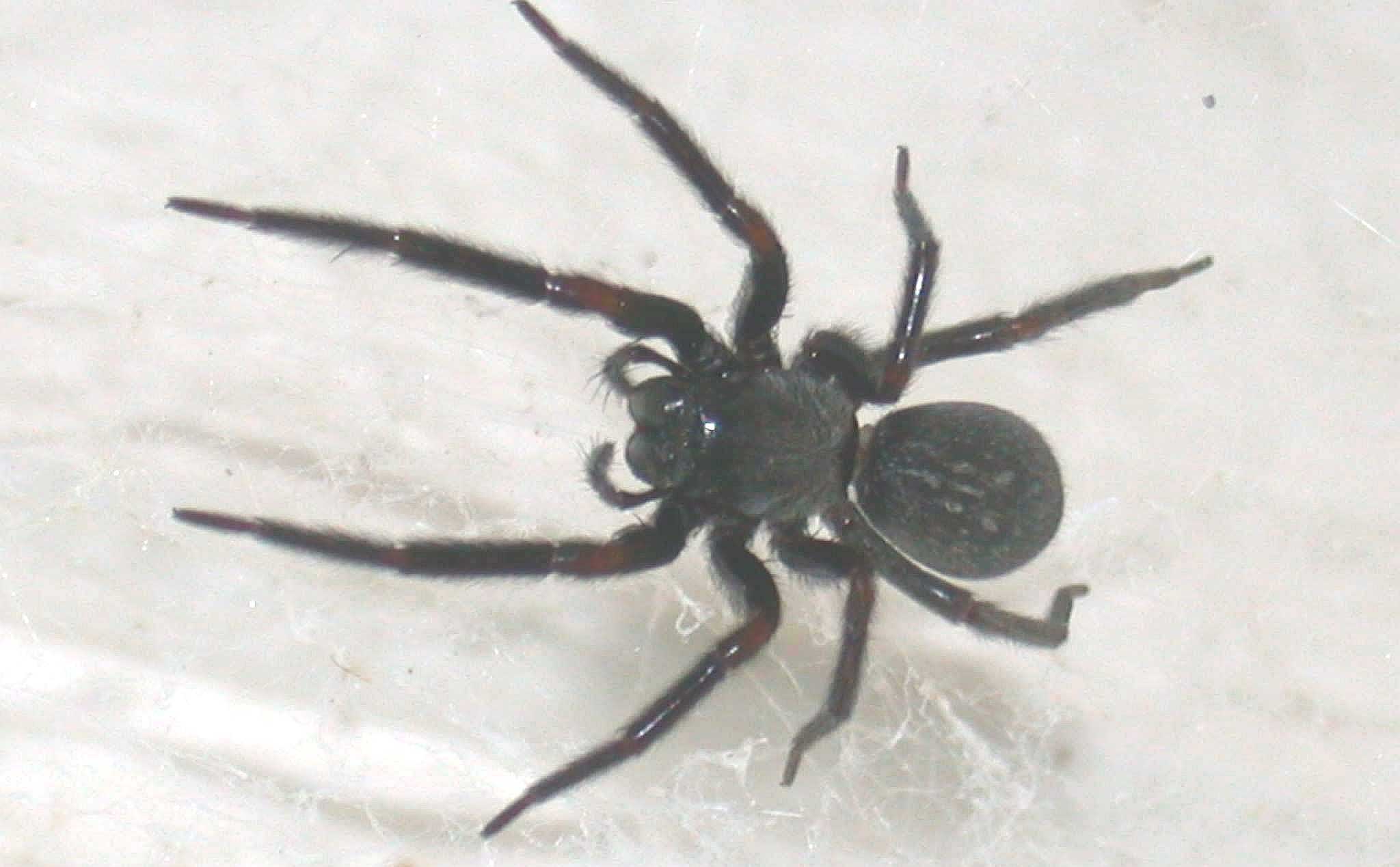 Black house spider