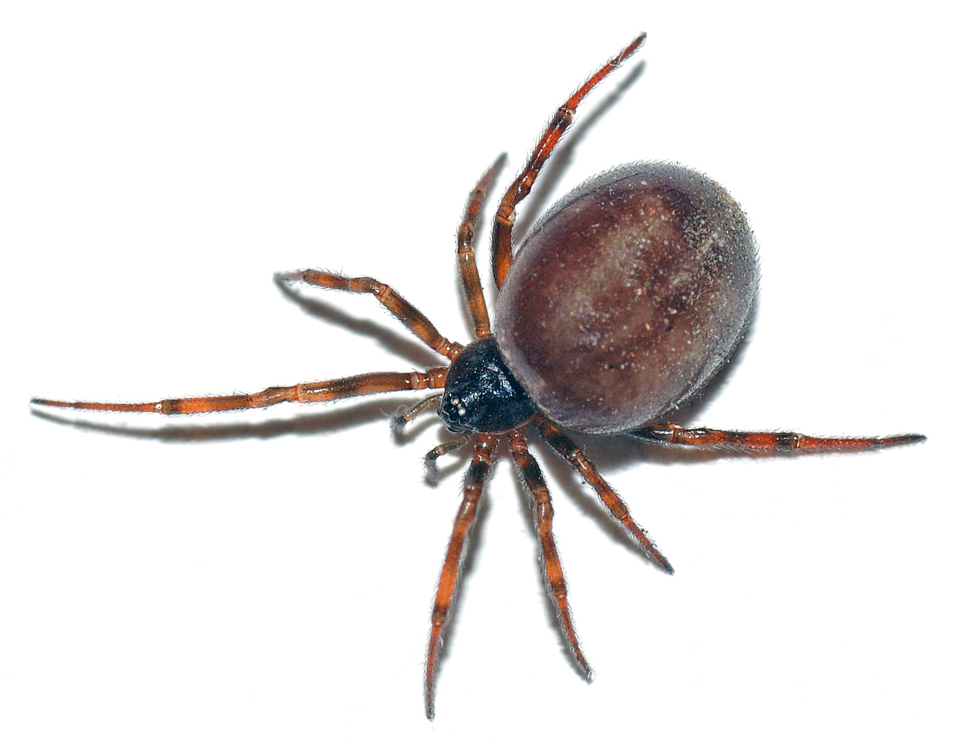 Brown house spider