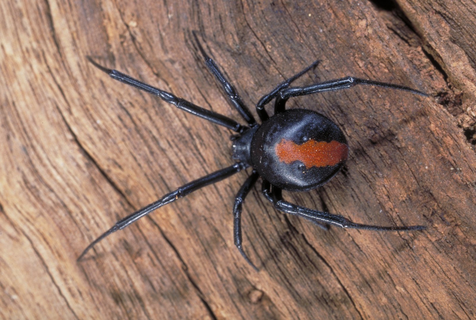 Redback spider